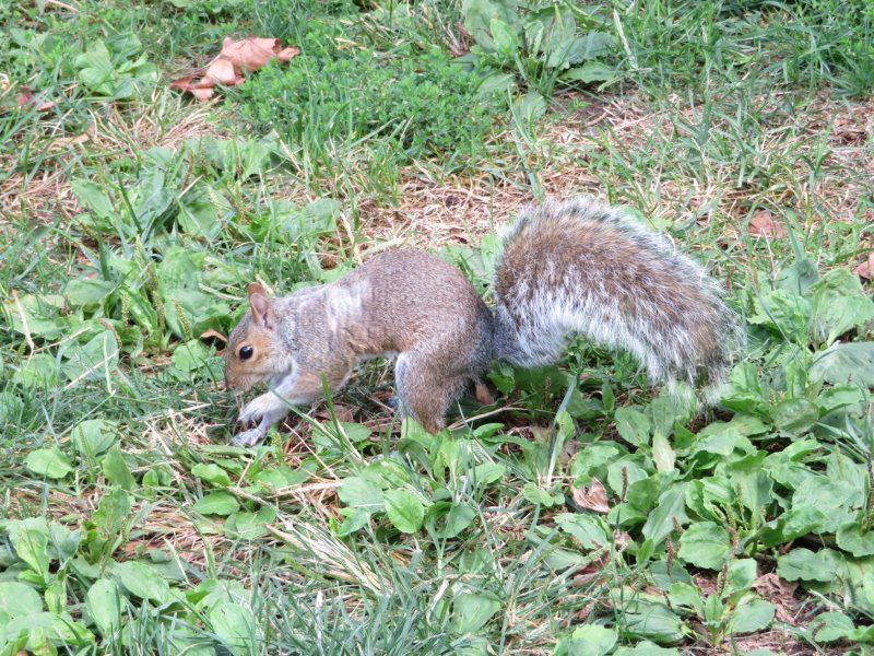 Your animal in the wild for today. This guy hasn't watched Disney, he was burying his nuts in the ground.